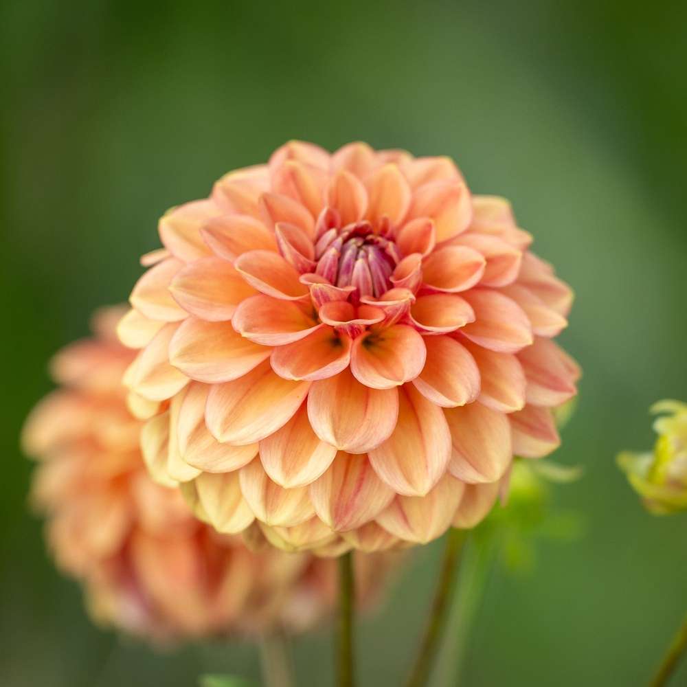 Dahlia 'Iced Tea'